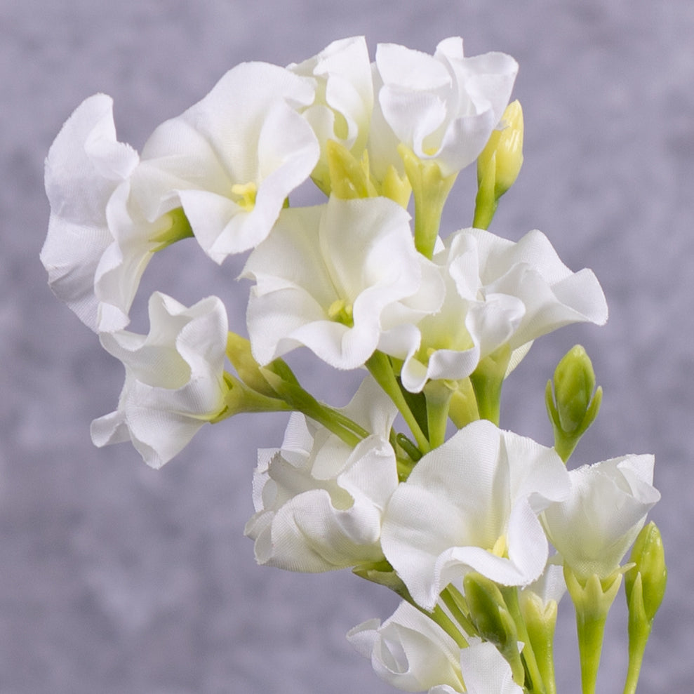 Phlox, White, 35cm