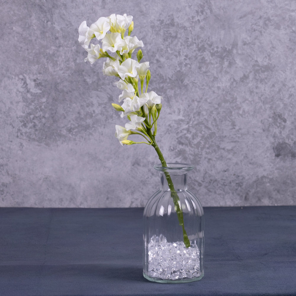 Phlox, White, 35cm
