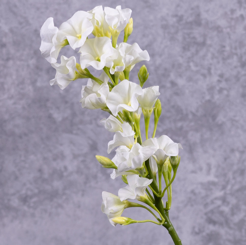 Phlox, White, 35cm