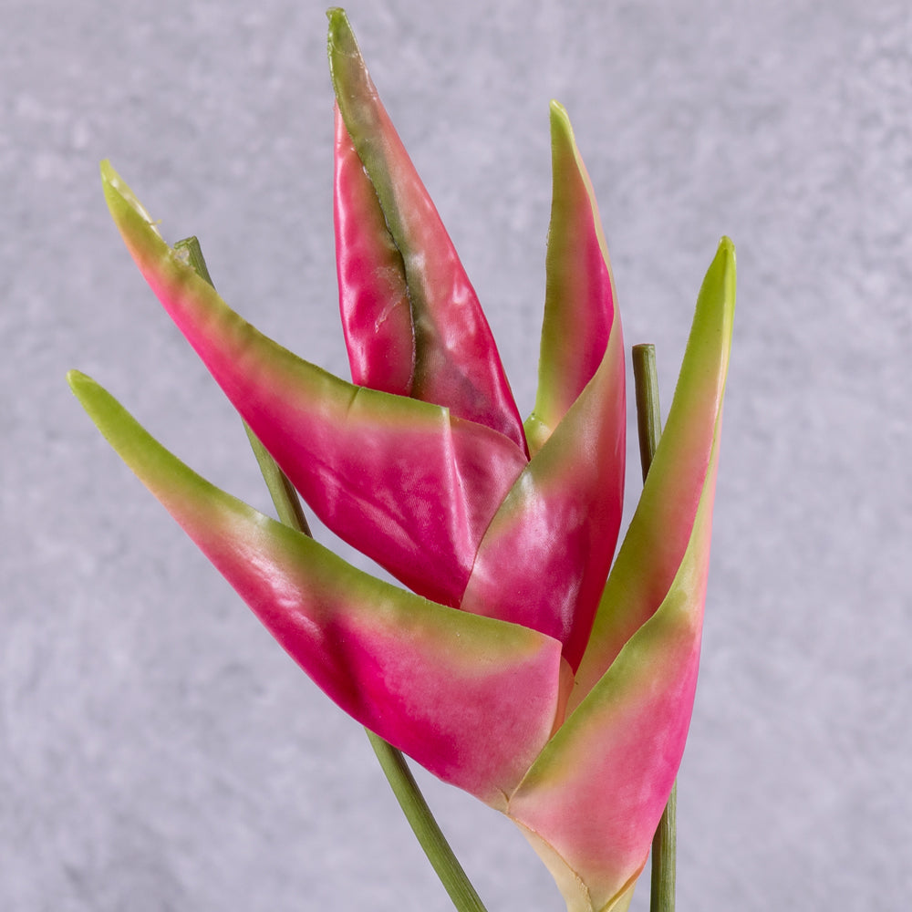 A close up of an artificial heliconium flower in bright pink