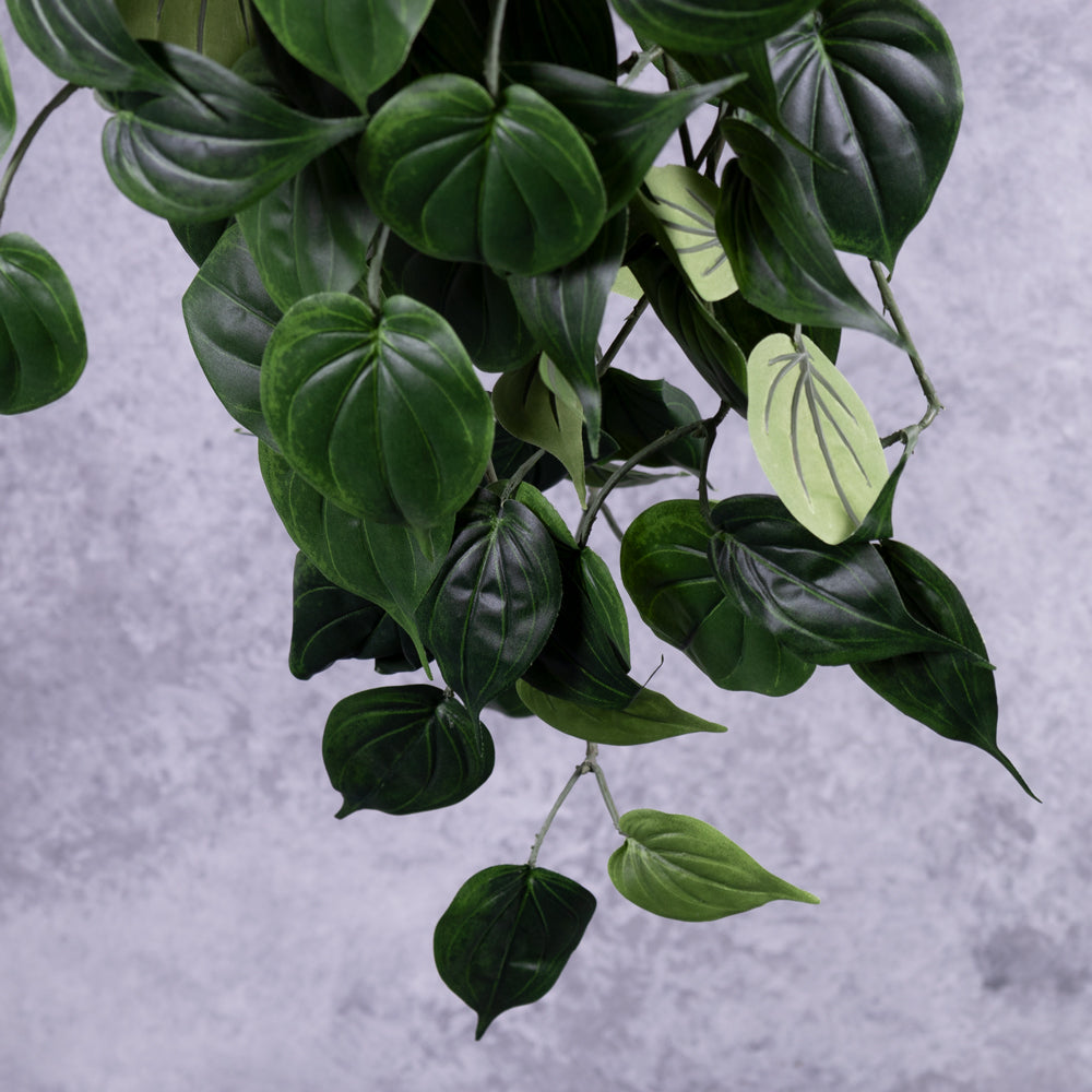 Philodendron Giant Hanger, 91cm