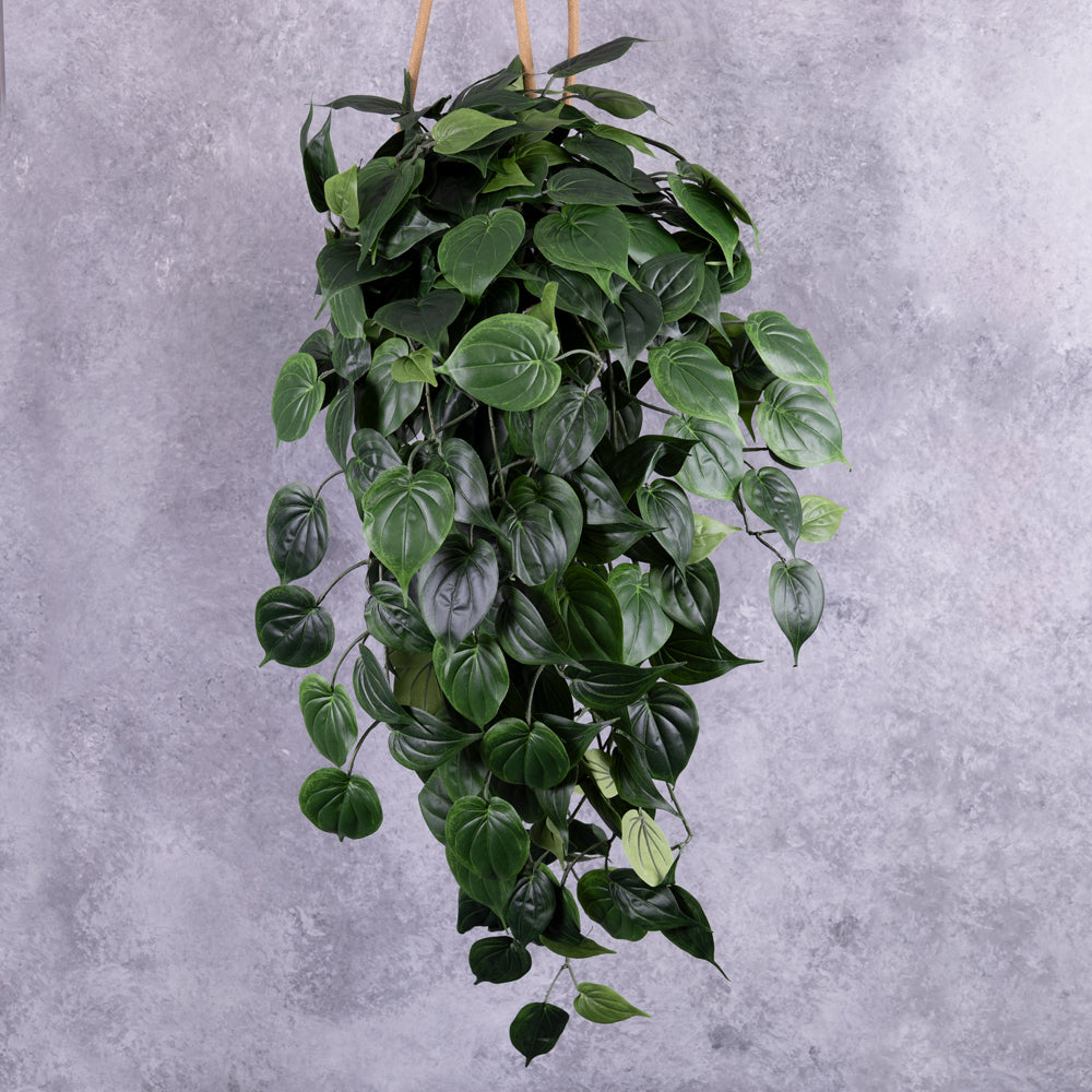 Philodendron Giant Hanger, 91cm