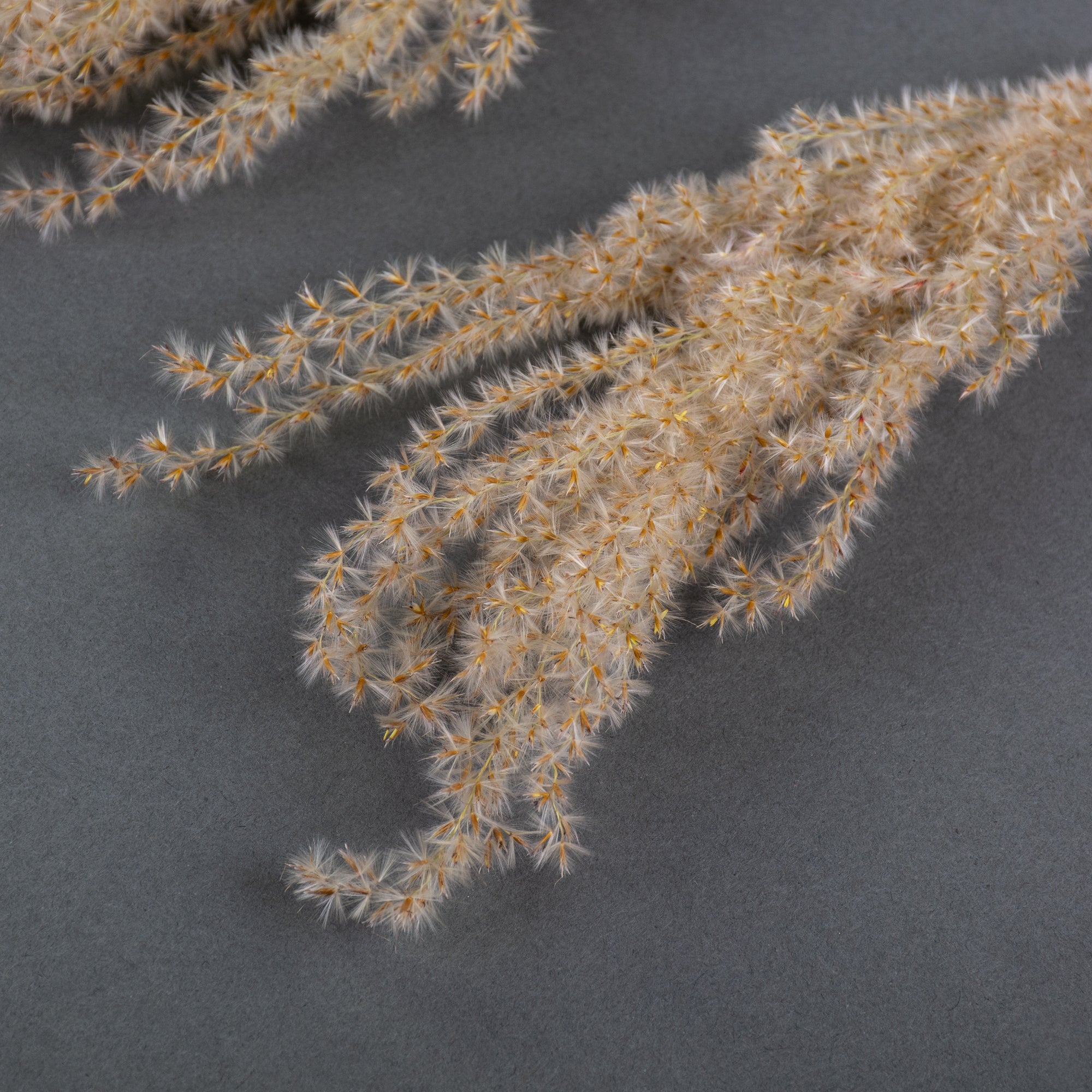 This image shows a bunch of fluffy reed grass against a grey background