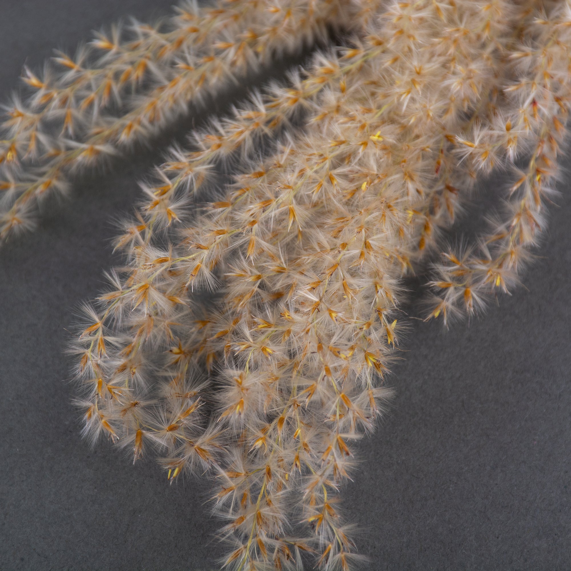 This image shows a bunch of fluffy reed grass against a grey background