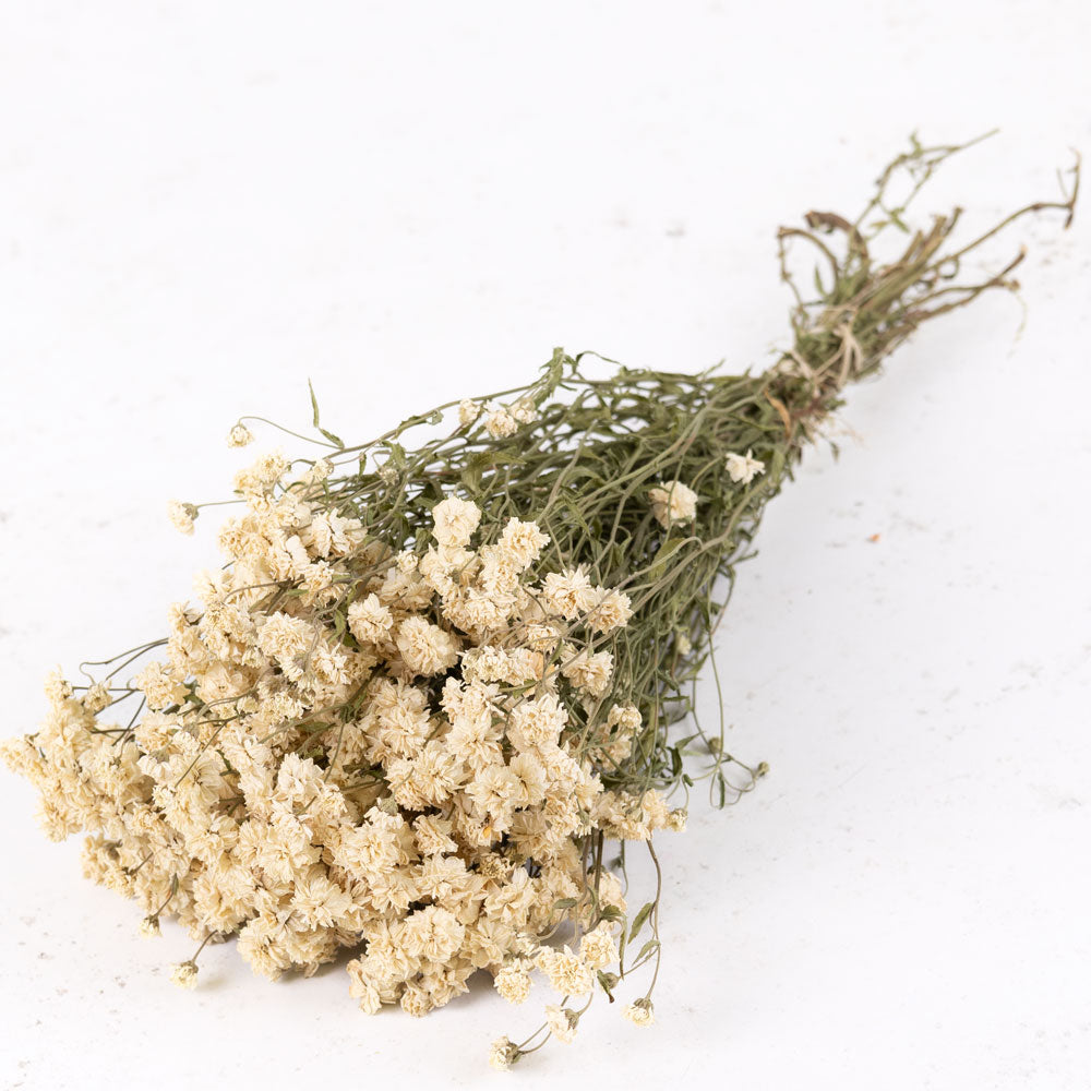 Achillea ptarmica, Natural White