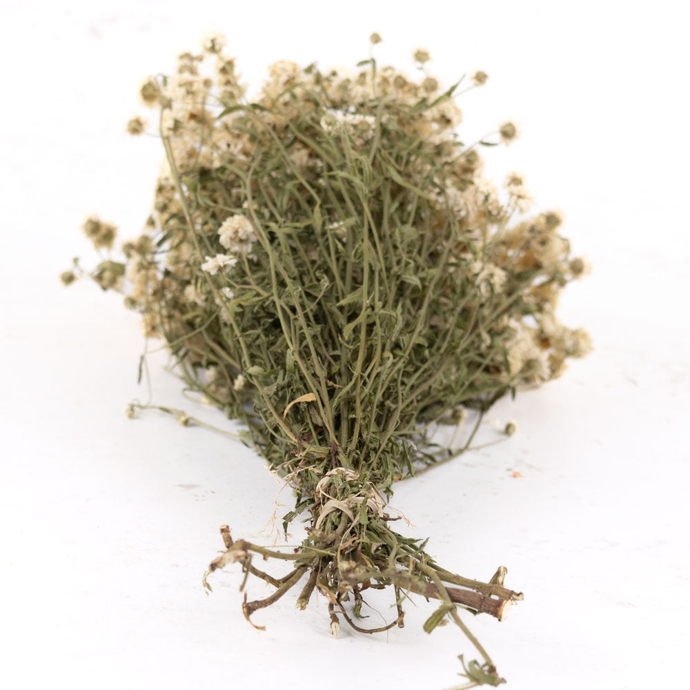 Achillea ptarmica, Natural White