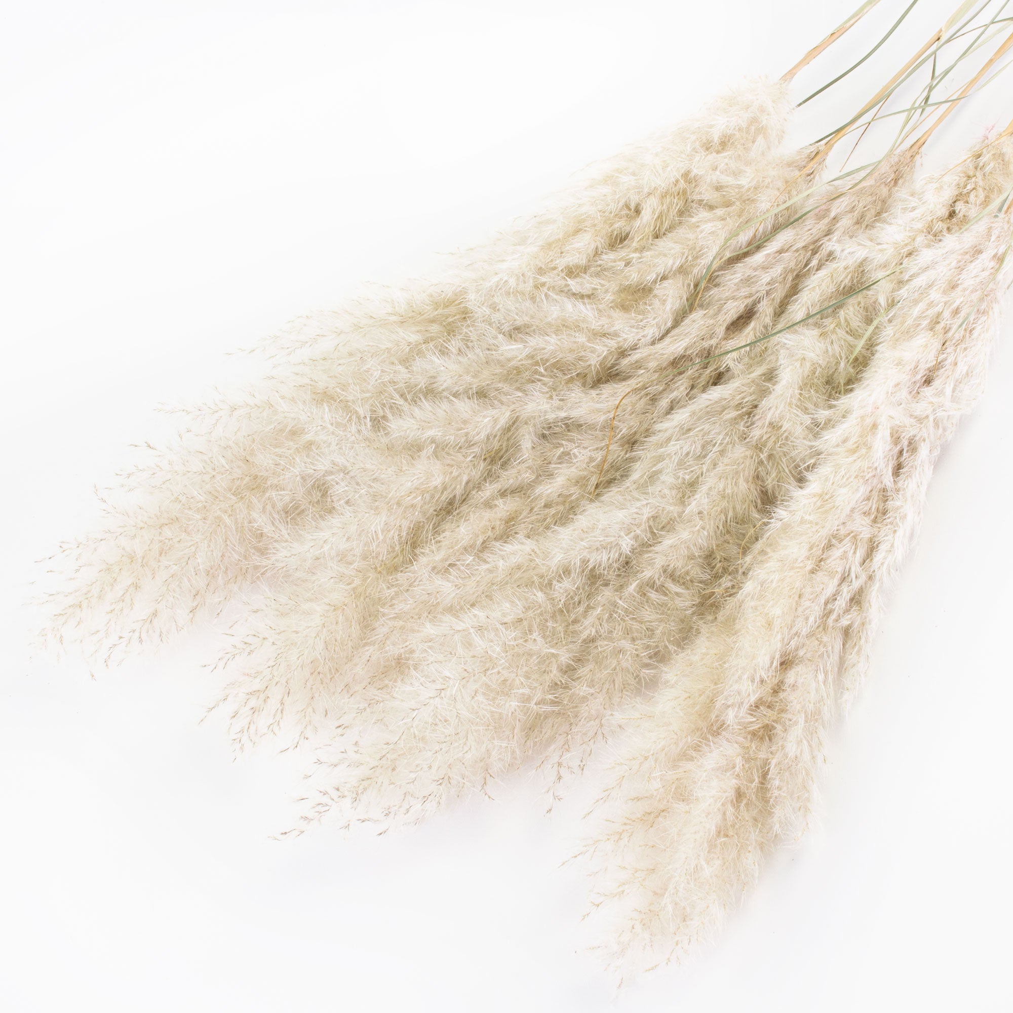 This image shows a bunch of natural white pampas extra against a white background