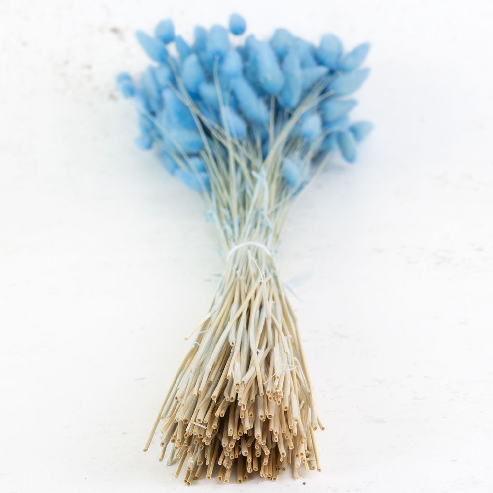 Lagurus ovatus, (Bunny Tails), Red, 100g
