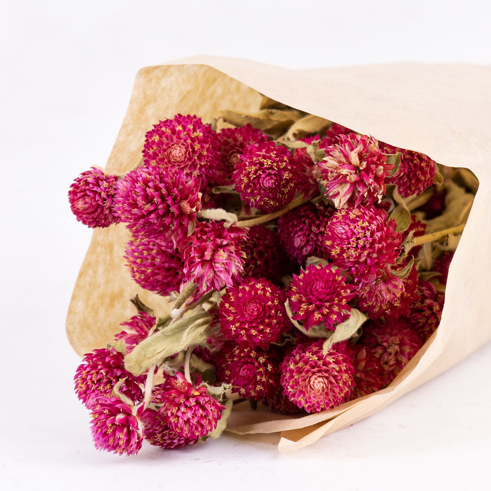 Gomphrena Flower, Natural Purple
