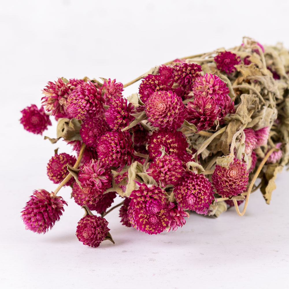 Gomphrena Flower, Natural Purple