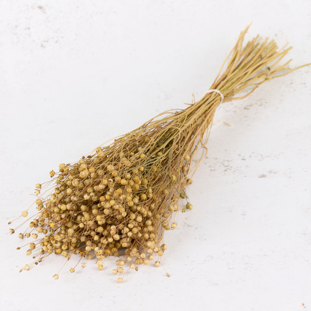 Linum, (flax), Natural