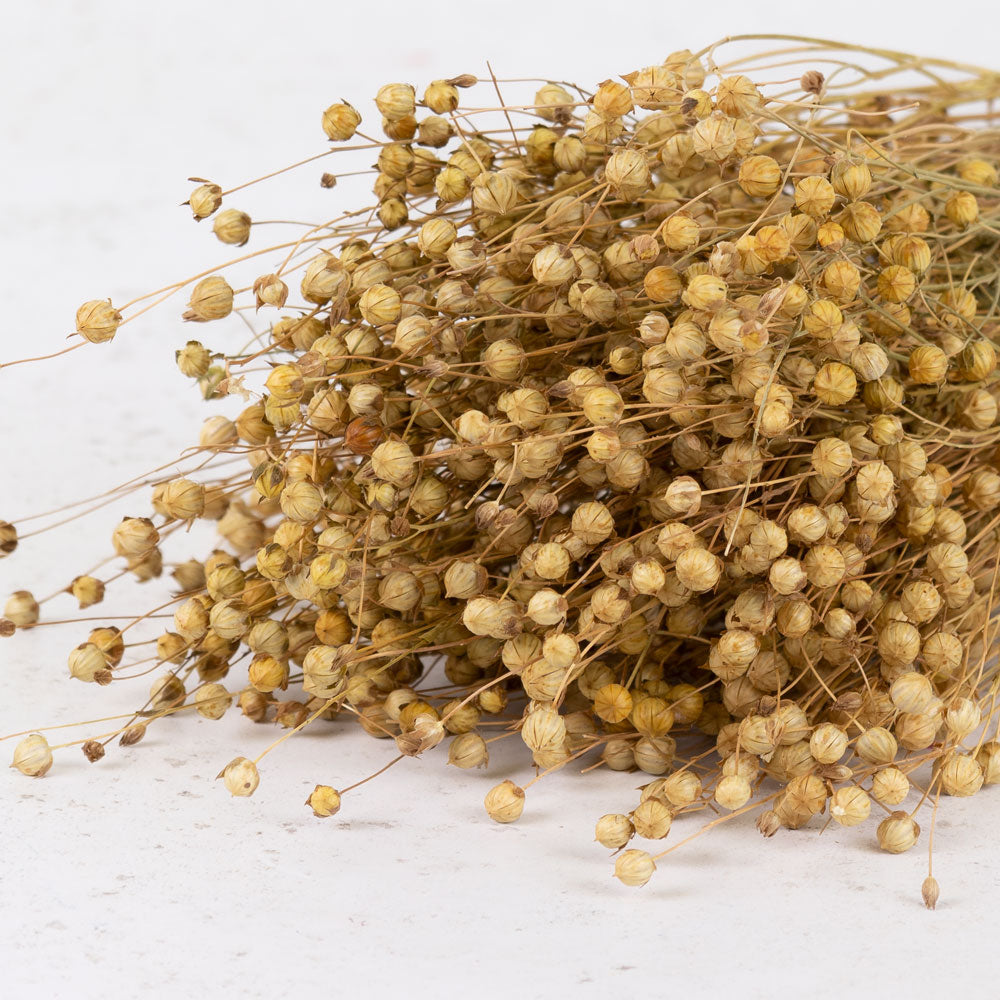 Linum, (flax), Natural