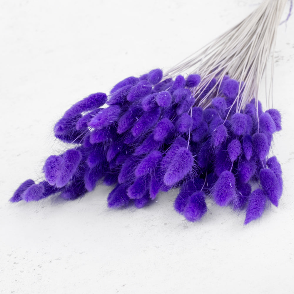 Lagurus, Pastel Purple, 65cm Bunch