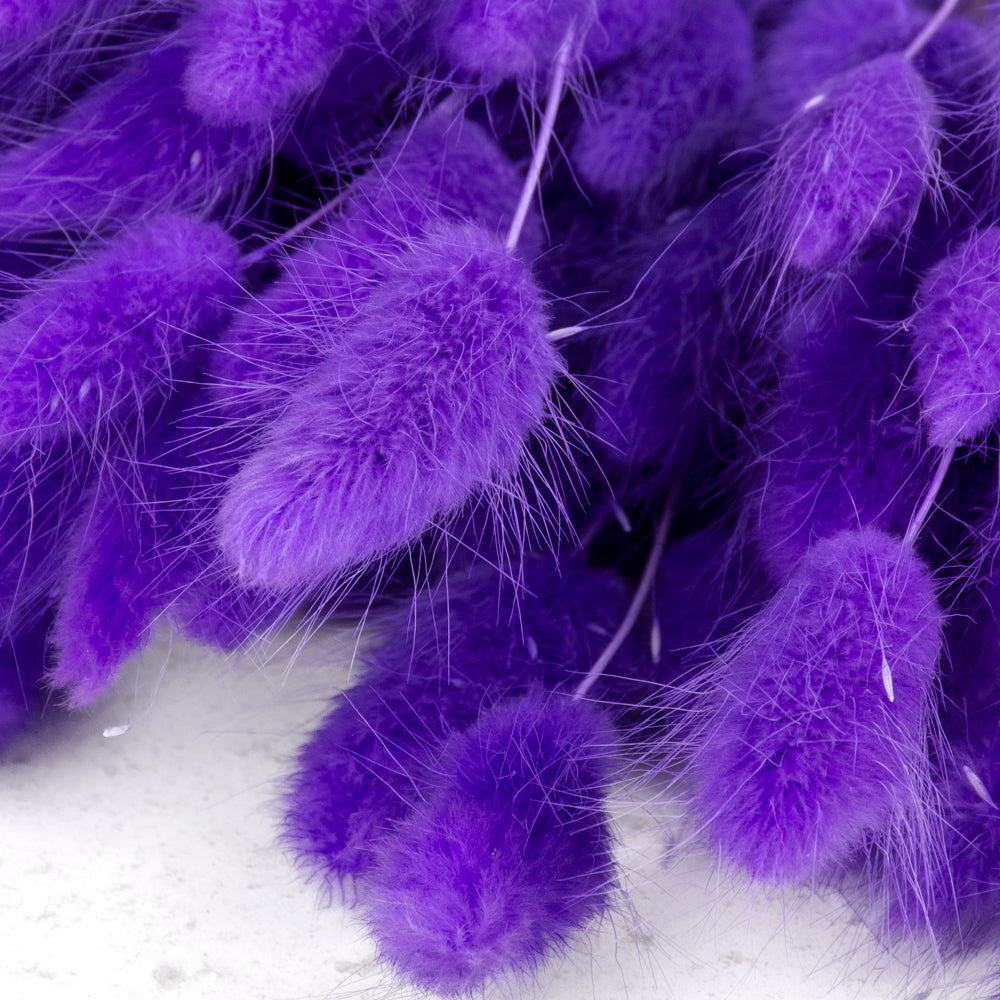 A close up of purple lagurus, or bunny tails