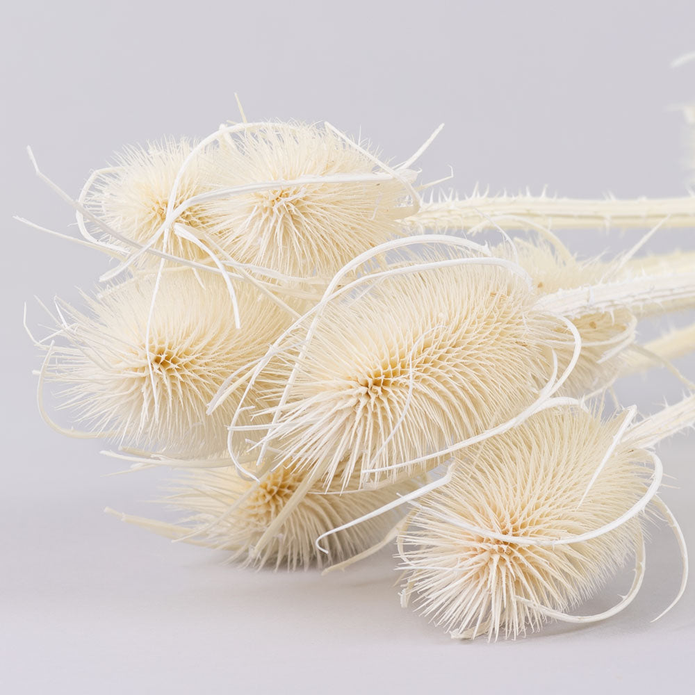Dried White Rodanthe Daisies – SolaFlowerStore