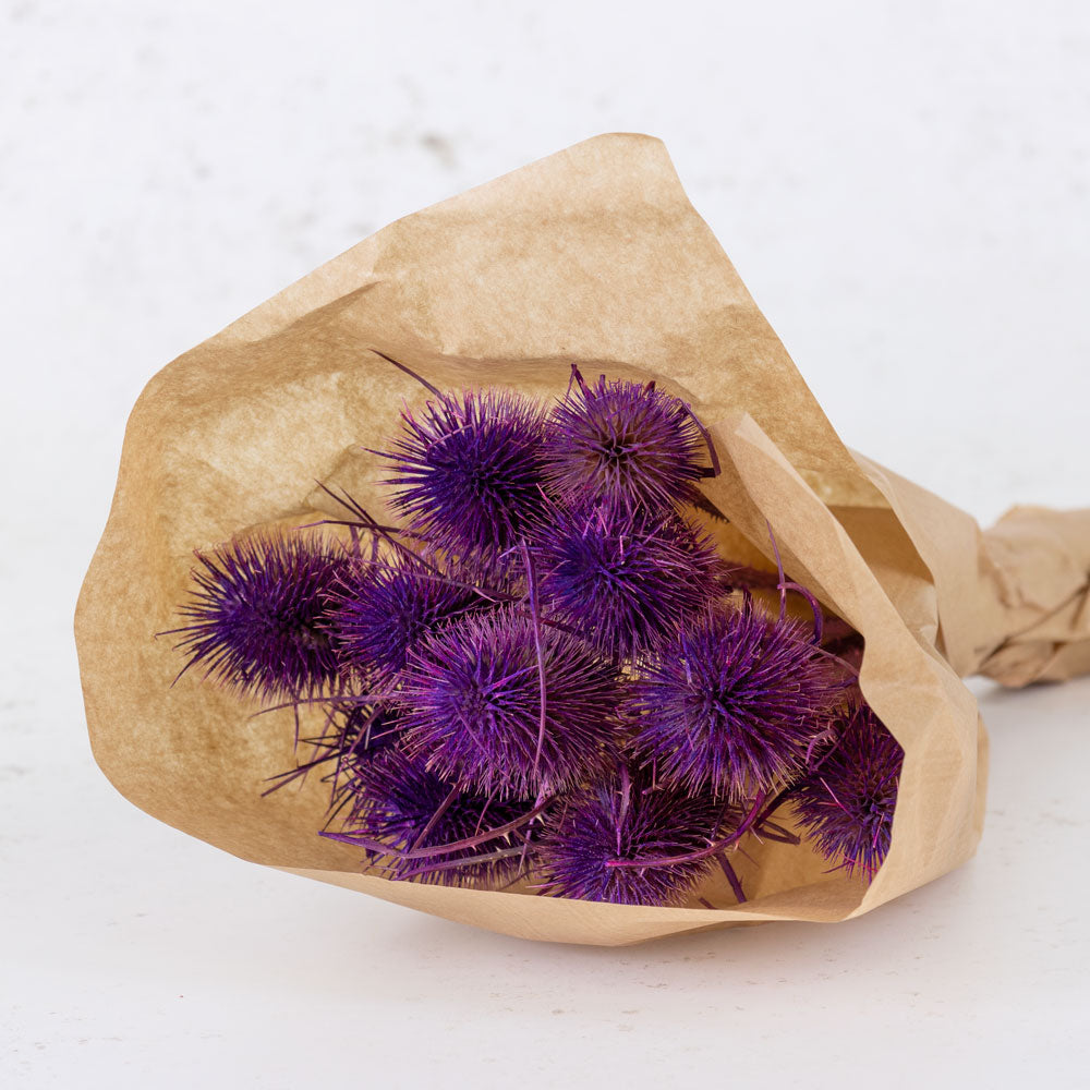 Marshy Thistle, Milka, Bunch x 10
