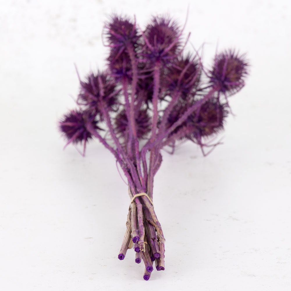 Marshy Thistle, Milka, Bunch x 10