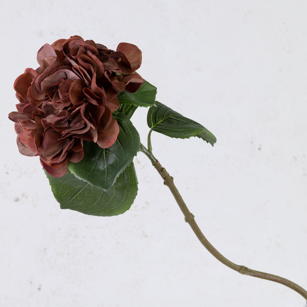 Hydrangea Sensitive, Red/Brown, 60cm