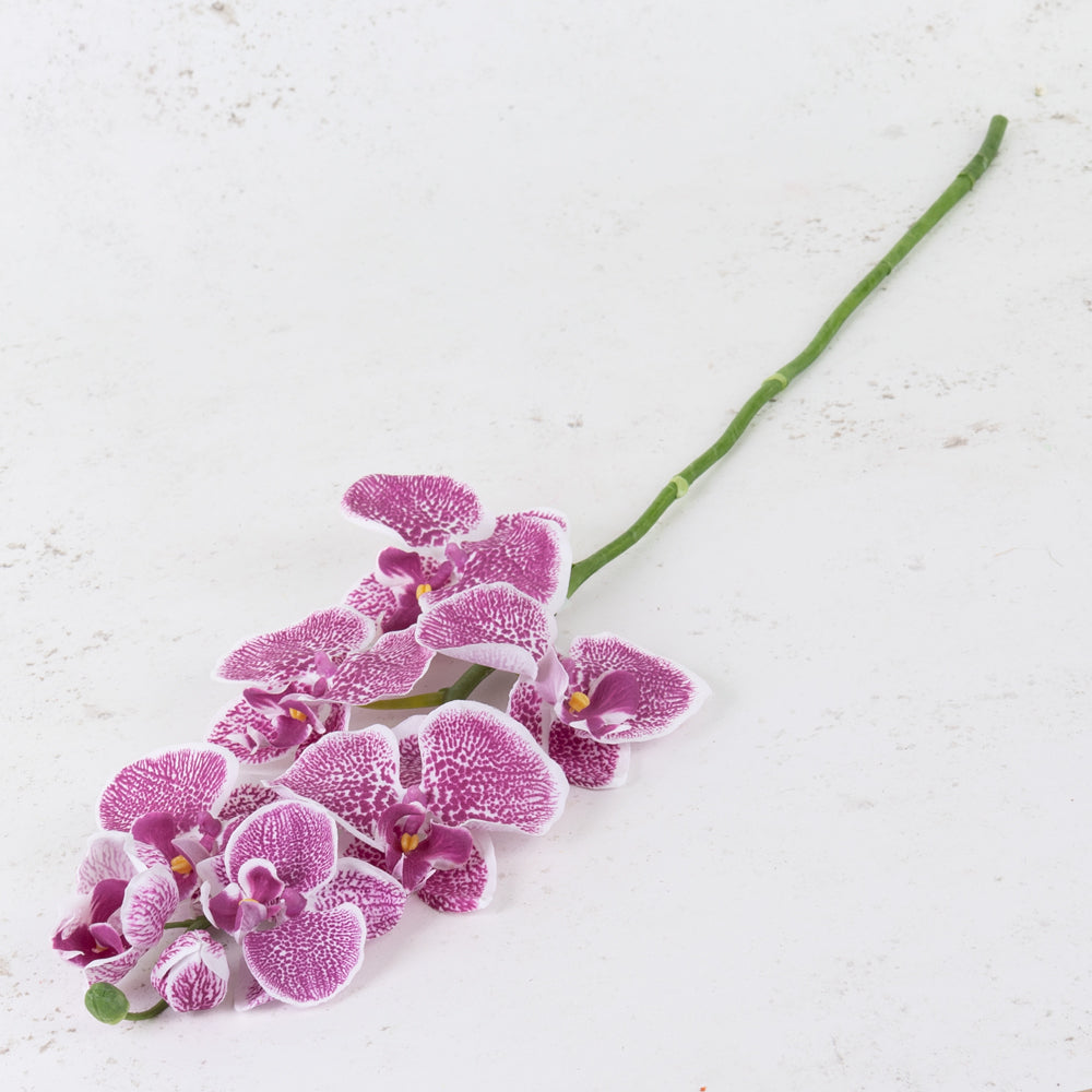 Phalaenopsis Orchid, Violet