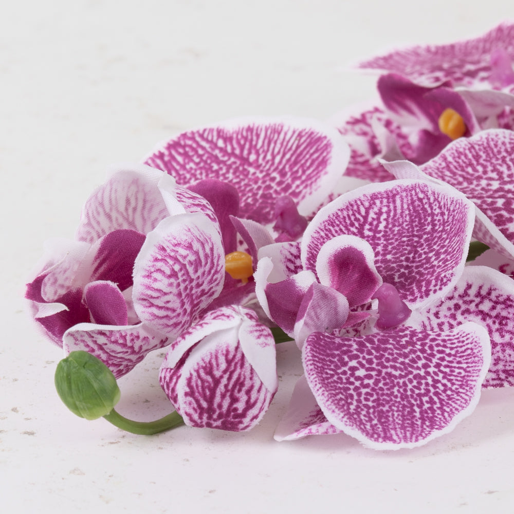 Phalaenopsis Orchid, Violet