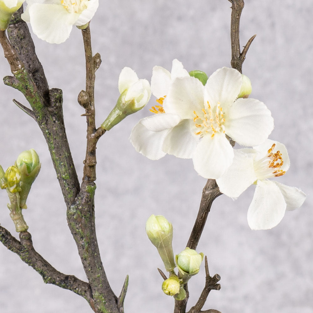 Blossom - Quince, Cream, 86cm