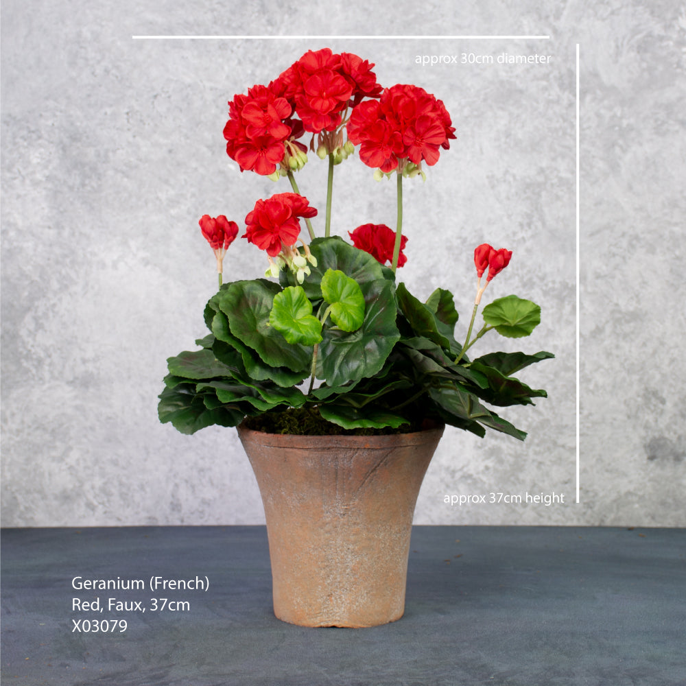 Geranium, French, Red, 37cm