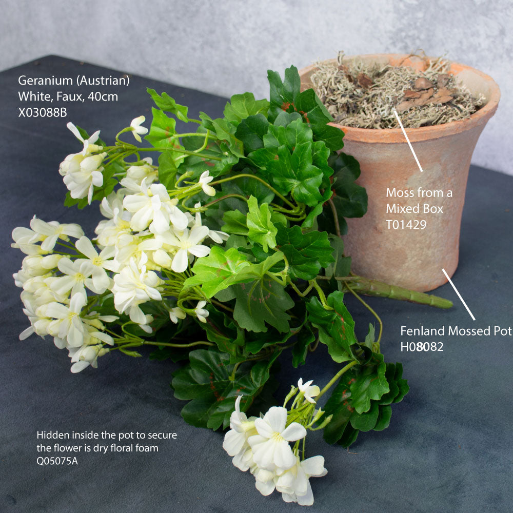 Geranium (Austrian), White, 40cm