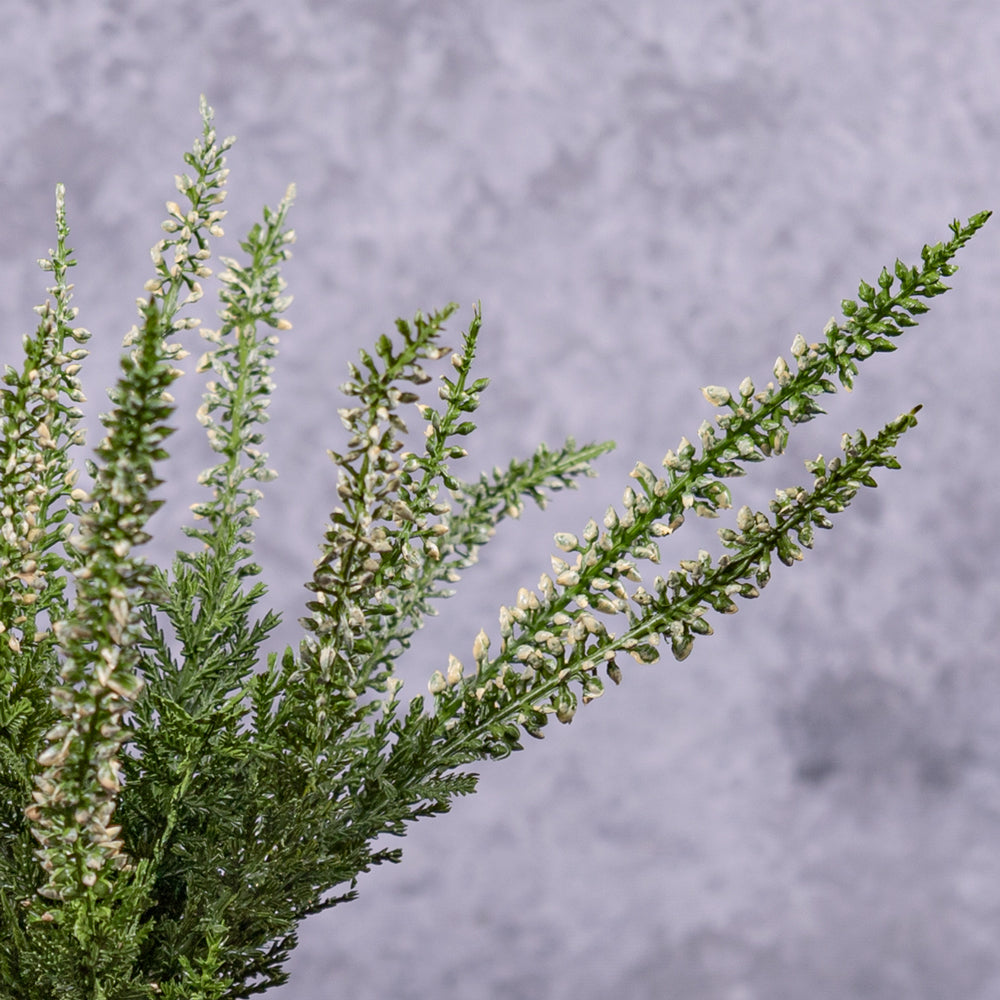 A Faux Erica, Calluna plant in green with cream flowers, showing close up detail
