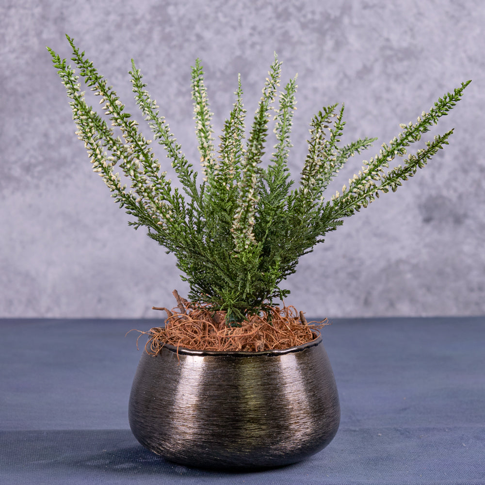A Faux Erica, Calluna plant in green and cream, displayed in a black, brushed metal pot
