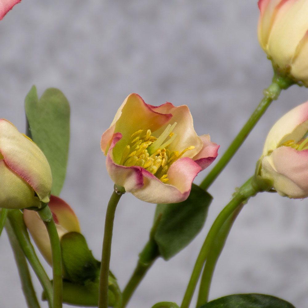 Helleborus, Christmas Rose Plant, 30cm
