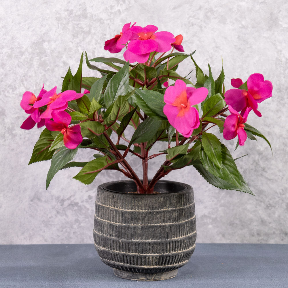 Impatiens Bush, Cerise Pink, 25cm