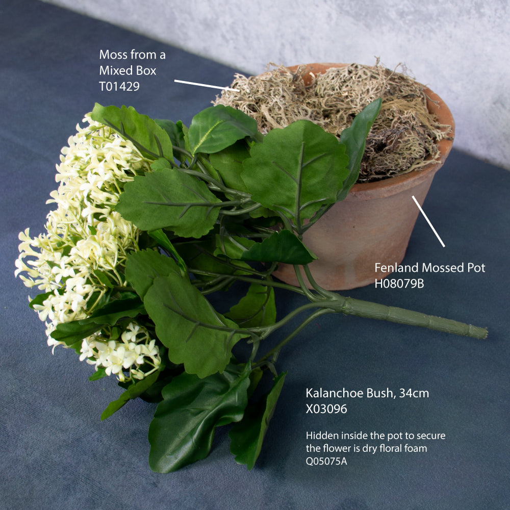 Kalanchoe Bush