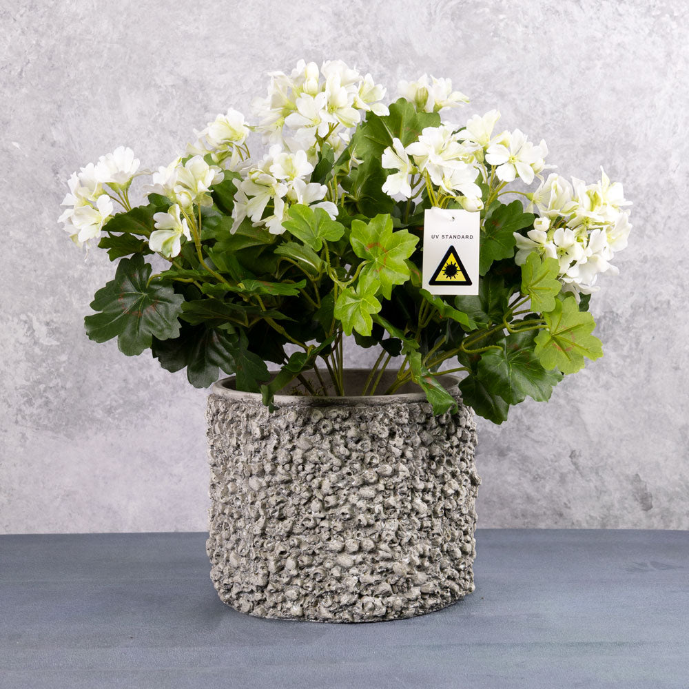 Pelargonium, White, 40cm UV Safe