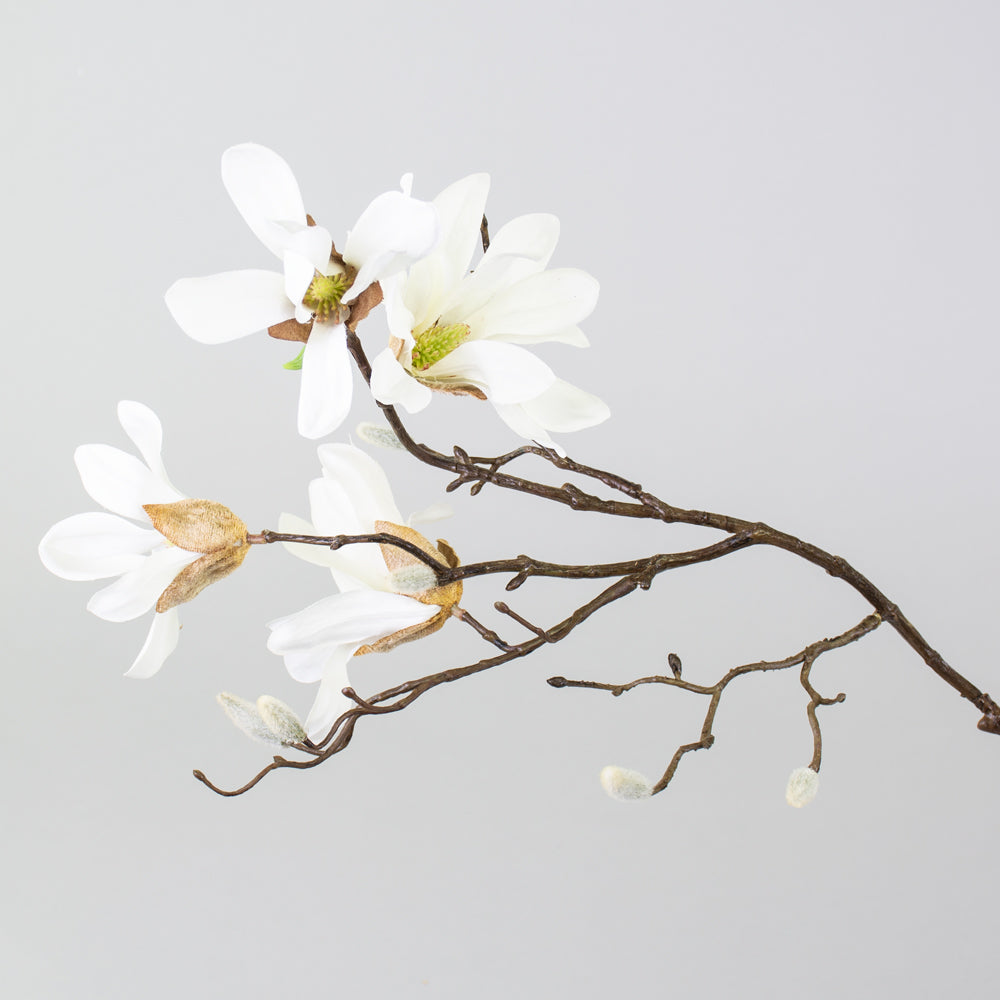 Blossom - Magnolia Stellata, White, 60cm