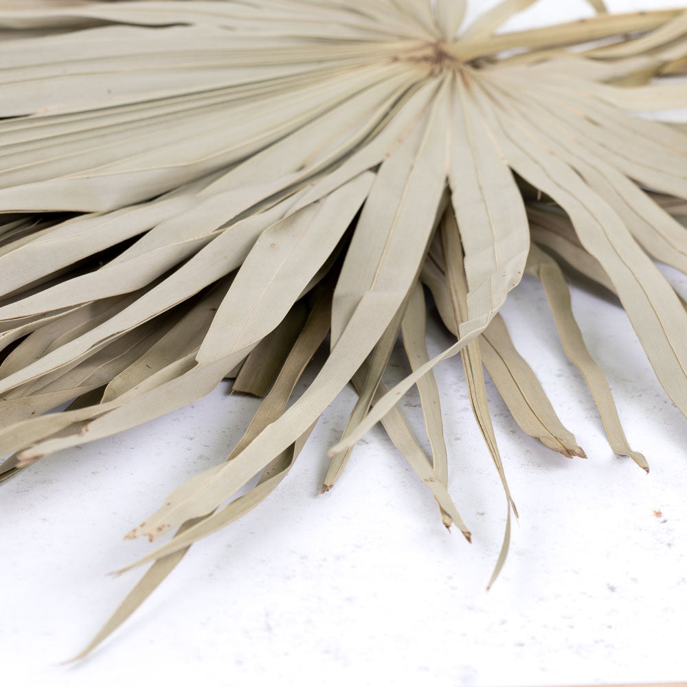 Palm Sun, Big, Natural, Bunch of 5 Stems