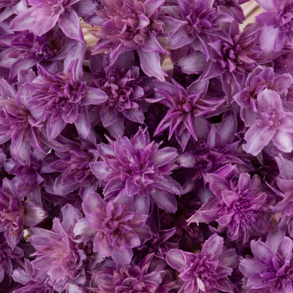 a bunch of lilac coloured hill flowers against a white background