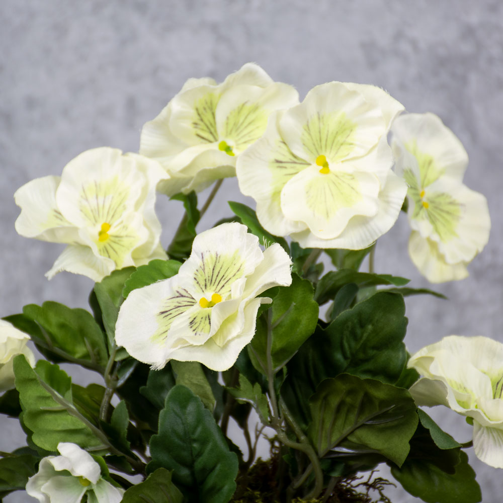 Pansy Bush, White, 28cm