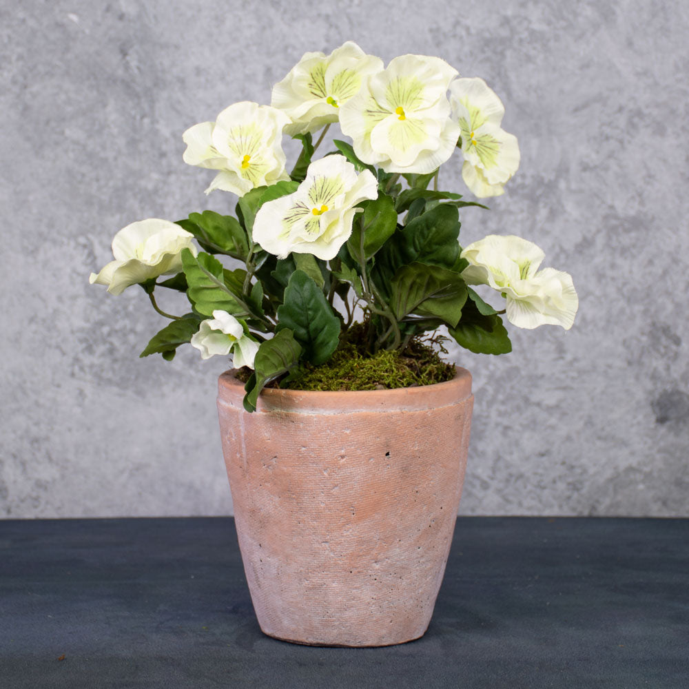 Pansy Bush, White, 28cm