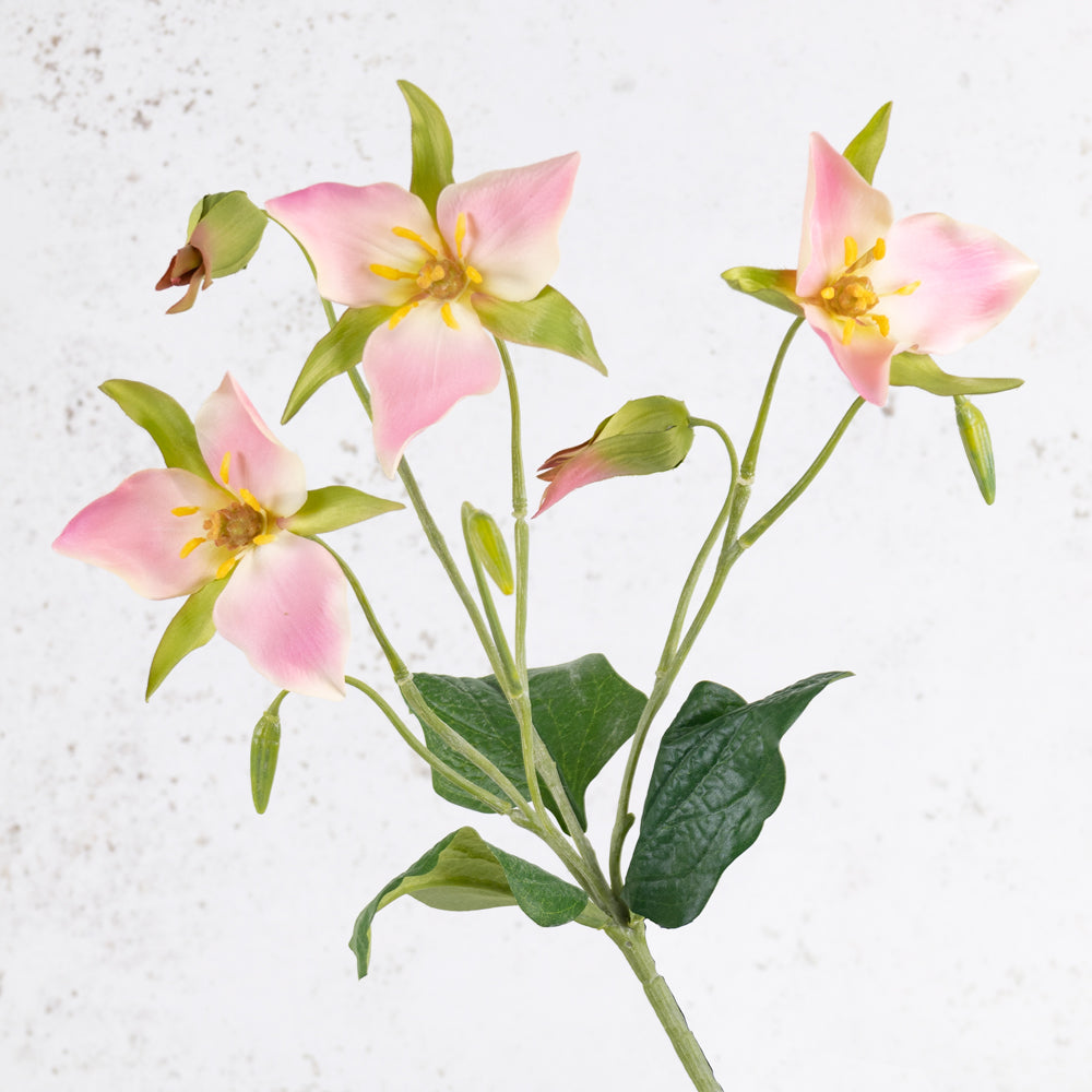 Trillium, Pink, 40cm