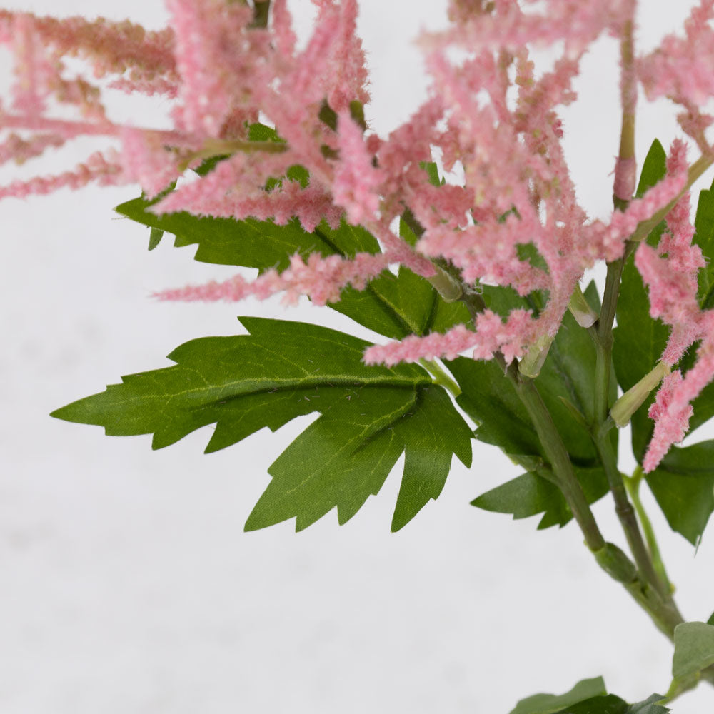 Astilbe, Pink, 90cm