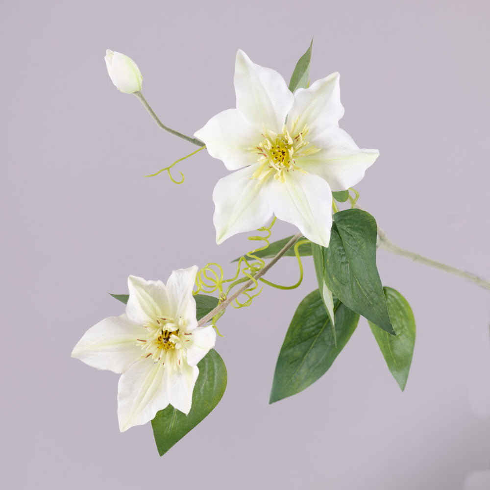 Clematis, Garden Art, White, 76cm