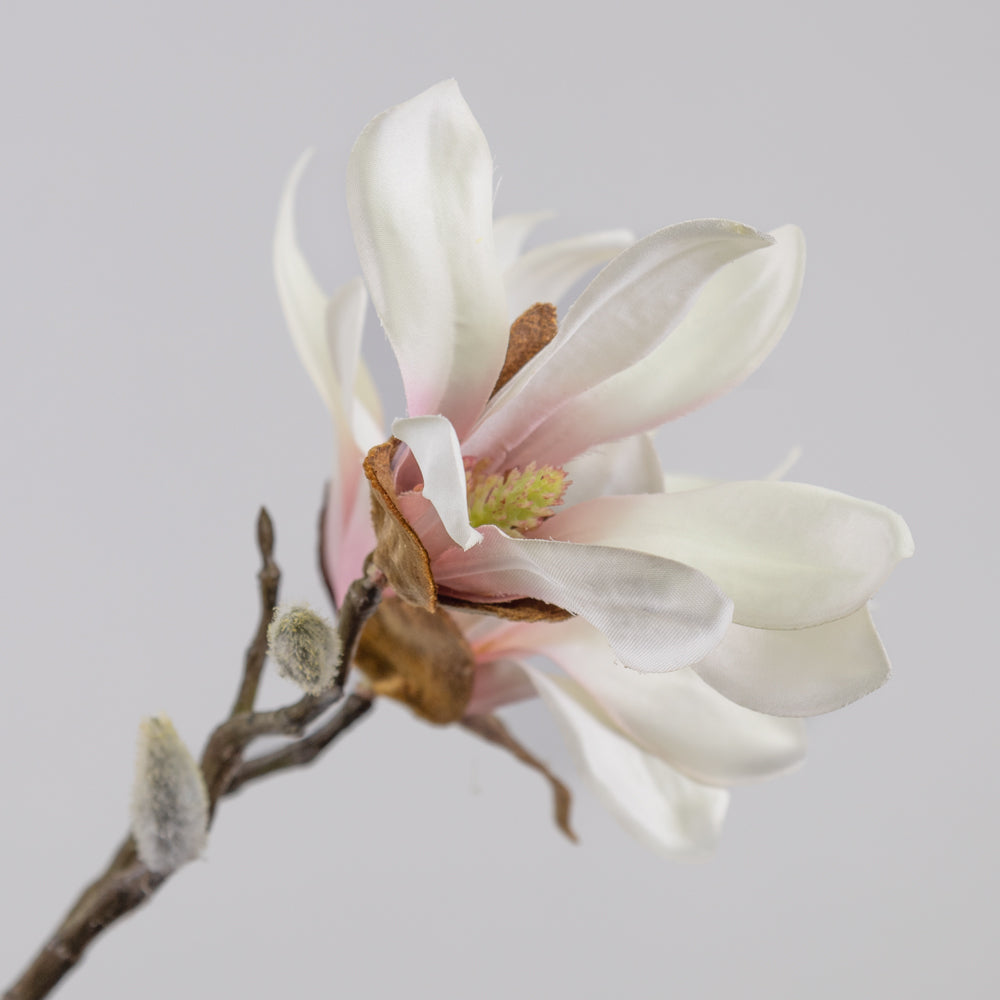 Blossom - Magnolia stellata, White and Pink, 60cm
