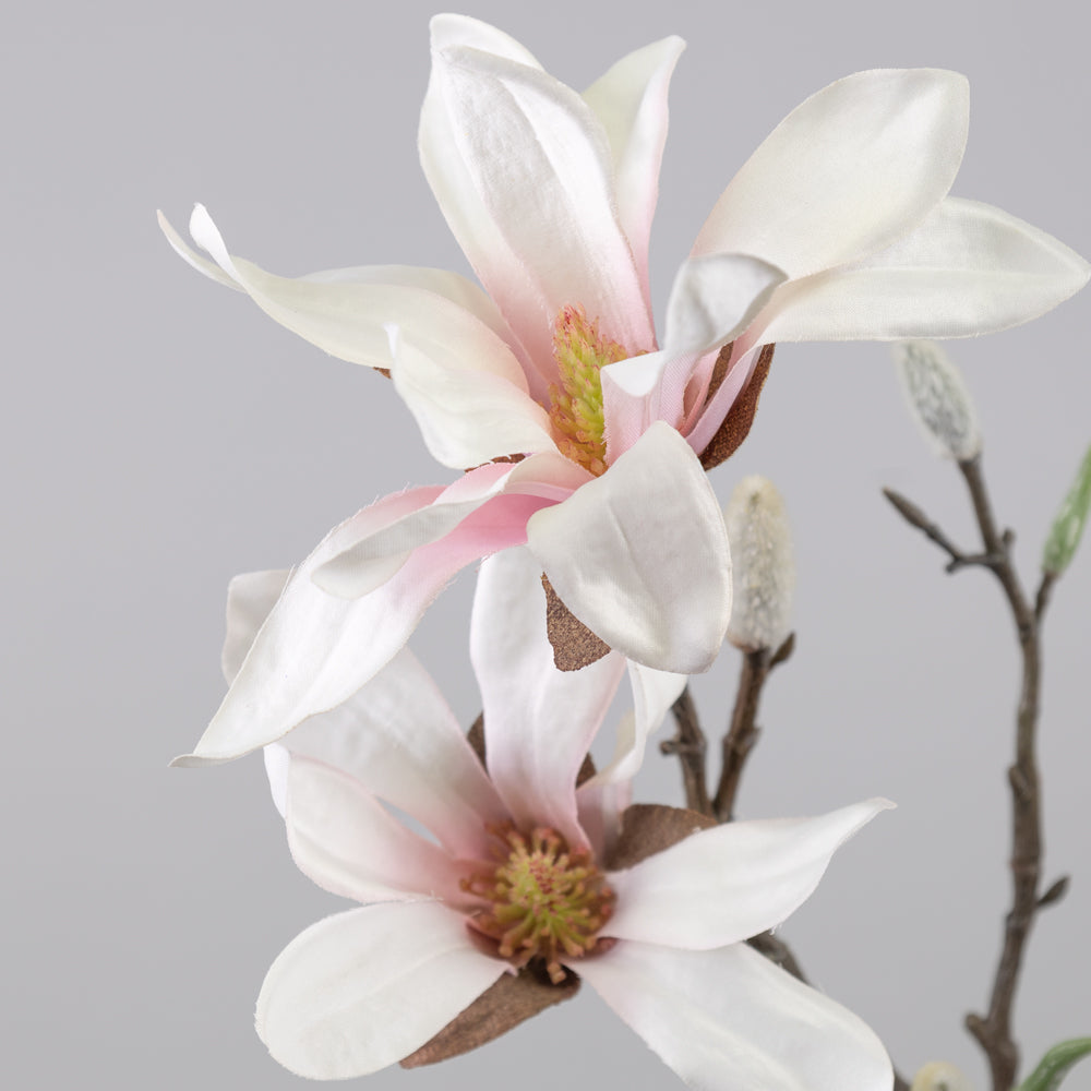 Blossom - Magnolia stellata, White and Pink, 60cm