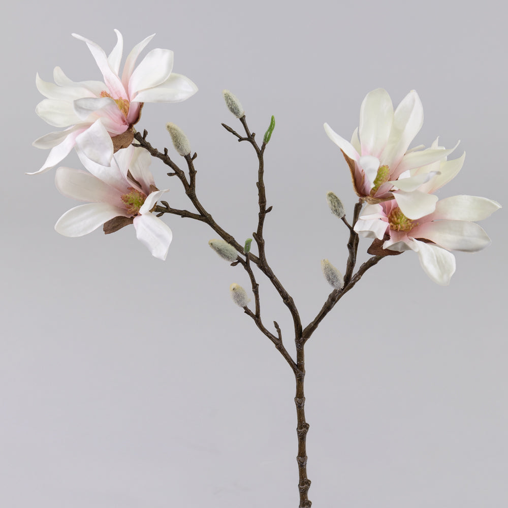 Blossom - Magnolia stellata, White and Pink, 60cm