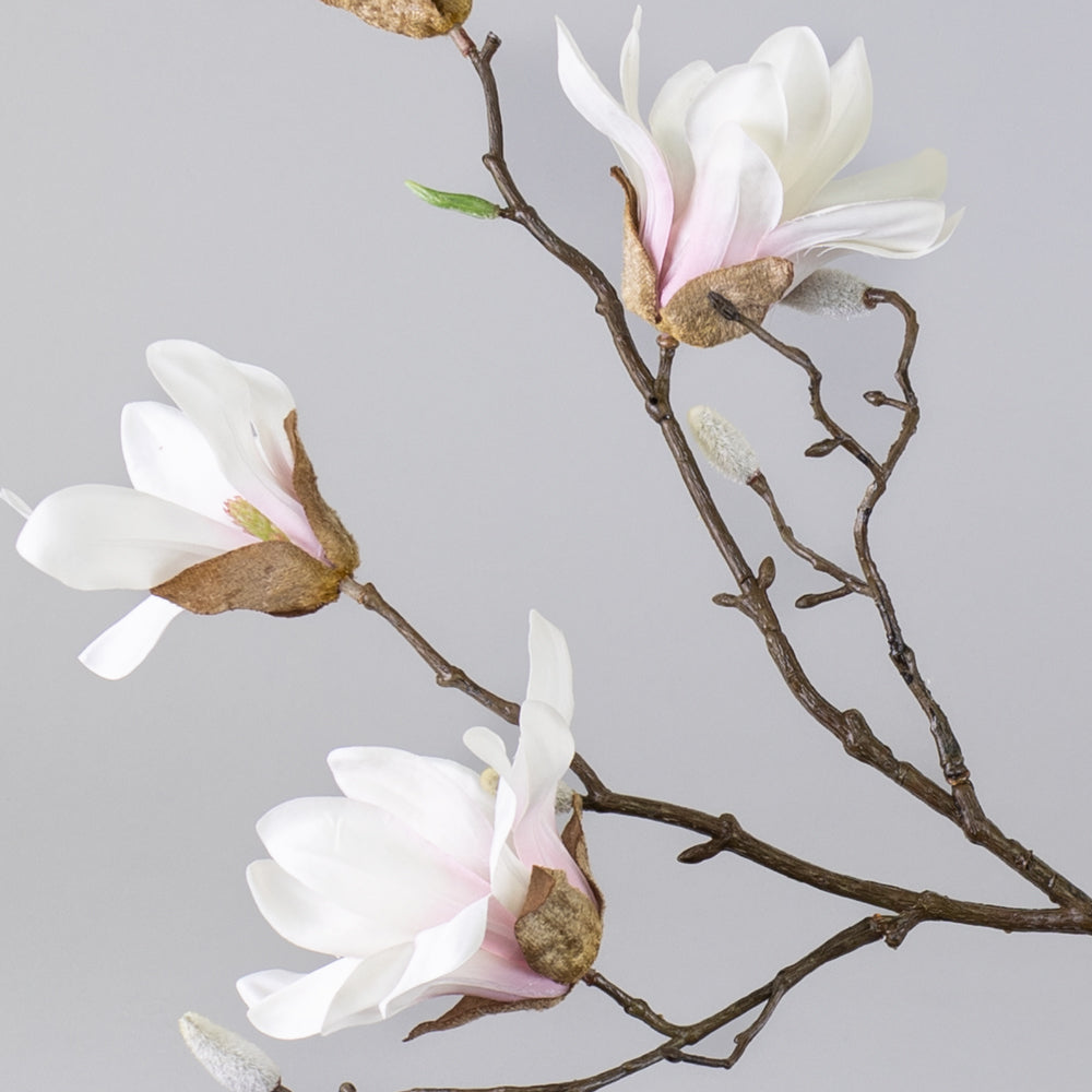 Magnolia Stellata, White/Pink, 96.5cm