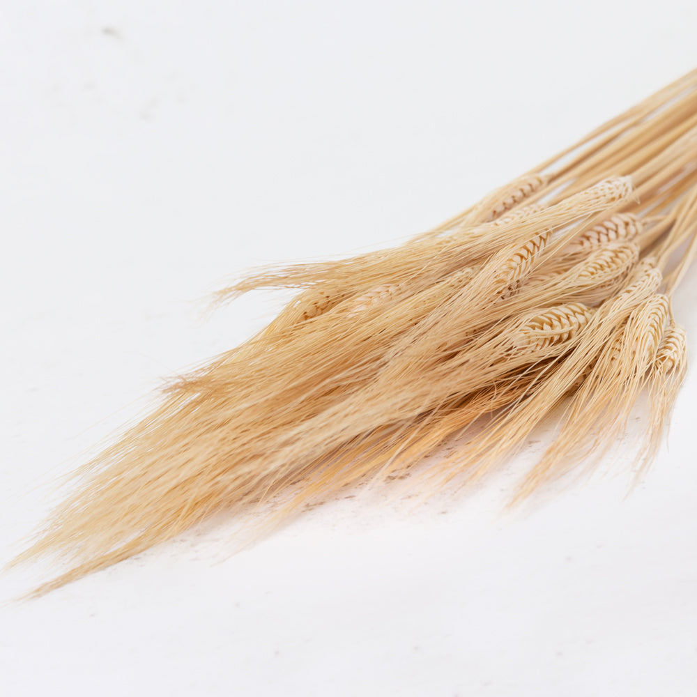 Wheat, (triticum), Bearded, Bleached