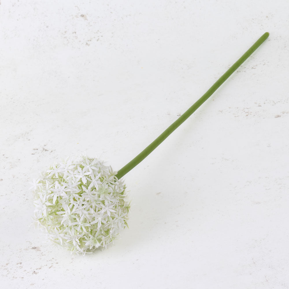 Allium grande, White, 76cm