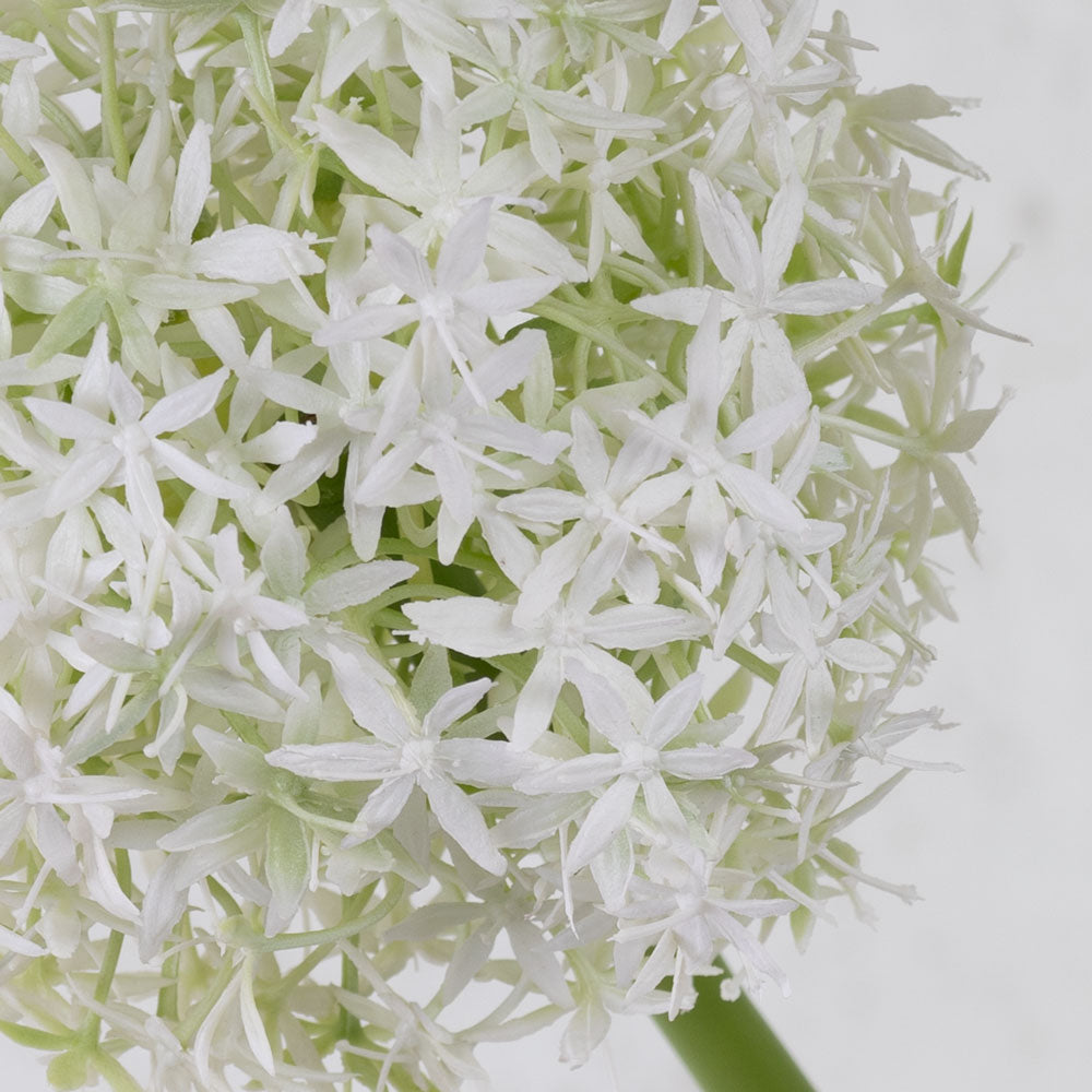 Allium grande, White, 76cm