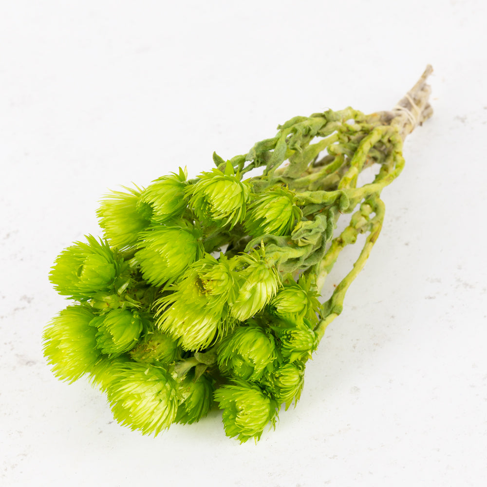 Helichrysum vestitum (capsbloem), Apple Green
