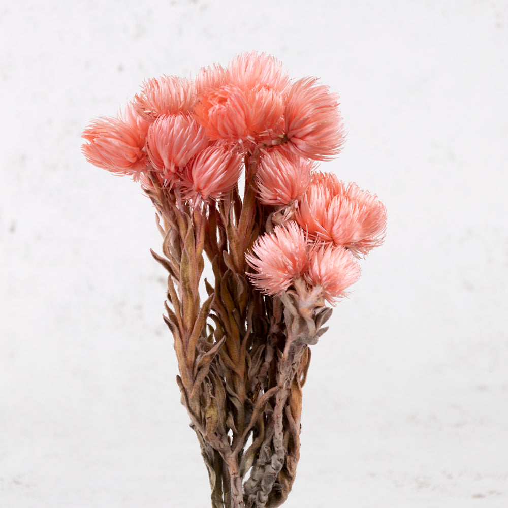 Helichrysum vestitum (capsbloem), Salmon